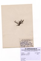 藏品(環節藻)的圖片